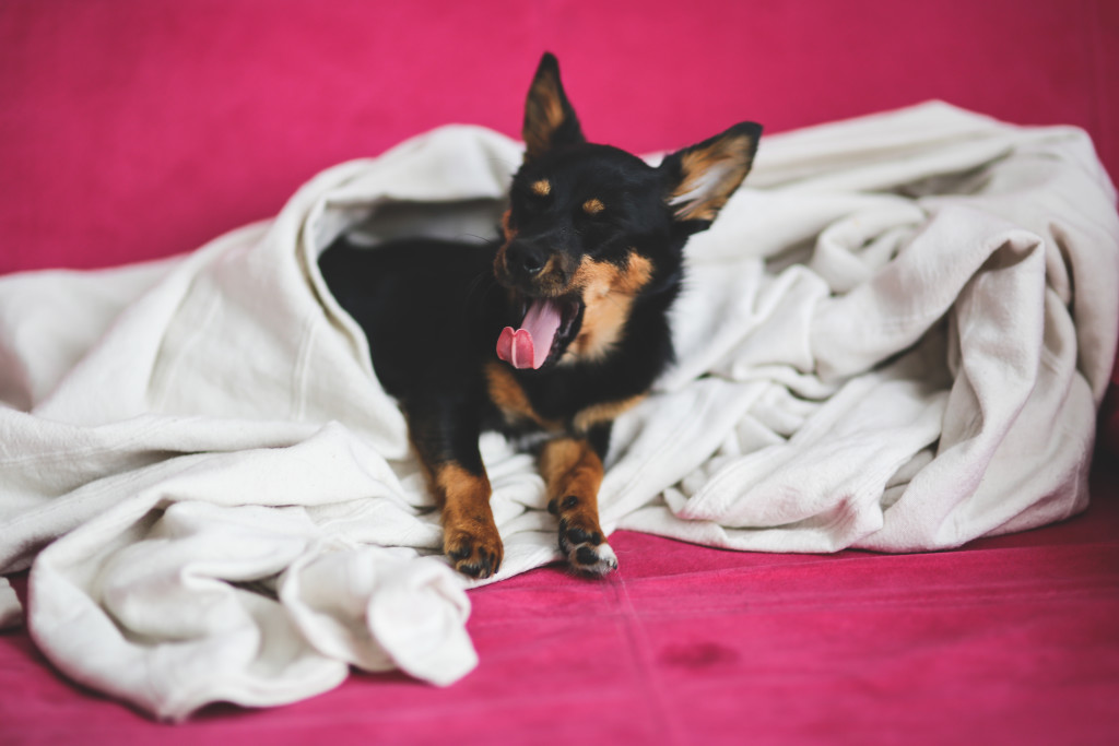 kaboompics.com_Yawning dog under a blanket